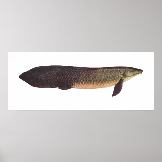 Fisch - Qld. Lungfish - Neoceratodus forsteri Poster (Vorne)
