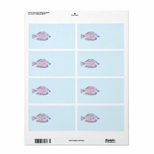 Fisch. Red Line Rainbowfish. (Vorne)