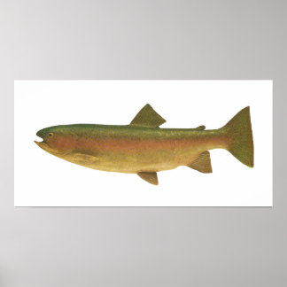 Fisch - Regenbogenforelle - Salmo gairdnerii Poster