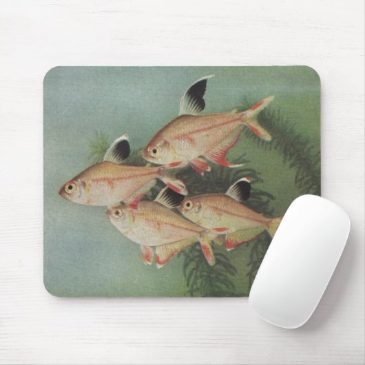 Fisch - Rosy Tetra - Hyphessobrycon rosaceus Mousepad (Mit Mouse)