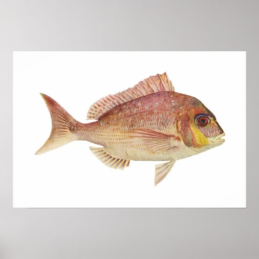 Fisch - Rotbrasse - Chryosophrys guttuatus Poster (Vorne)
