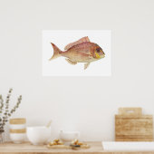 Fisch - Rotbrasse - Chryosophrys guttuatus Poster (Küche)