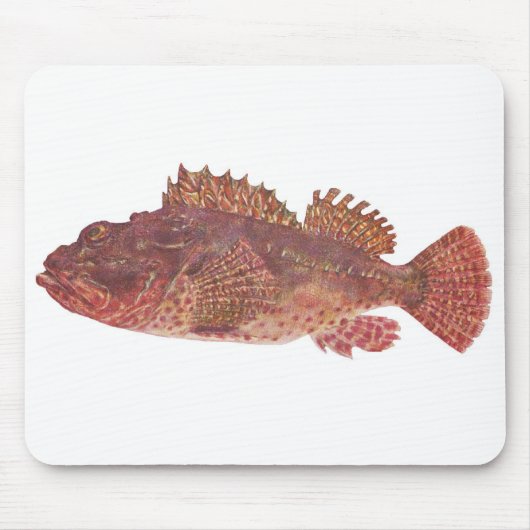 Fisch - Roter Rock Cod - Scorpaena cardinalis Mousepad (Vorne)