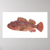 Fisch - Roter Rock Cod - Scorpaena cardinalis Poster (Vorne)
