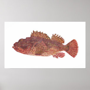 Fisch - Roter Rock Cod - Scorpaena cardinalis Poster