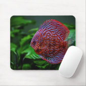 Fisch, Schale, Wasser Mousepad (Mit Mouse)