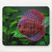 Fisch, Schale, Wasser Mousepad (Vorne)