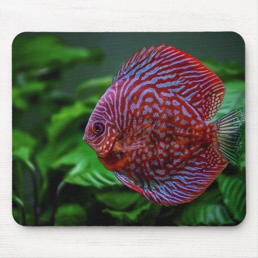 Fisch, Schale, Wasser Mousepad (Vorne)