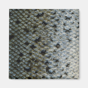 Fisch-Skalen 2 Magnet