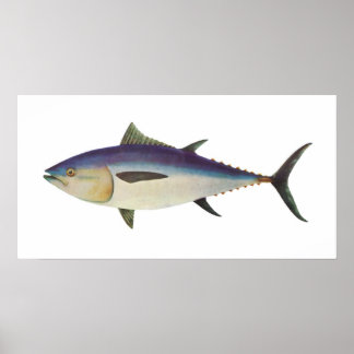 Fisch - Südlicher Roter Thun - Thunnus maccoyii Poster