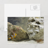 Fisch und Garnelen Postkarte (Vorne/Hinten)