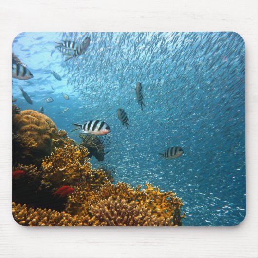 Fisch, Unterwasser, Korallen Mousepad (Vorne)