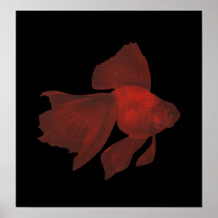 Fisch - Veiltail Goldfish - Carassius auratus Poster