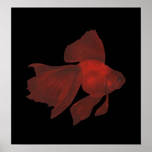 Fisch - Veiltail Goldfish - Carassius auratus Poster (Vorne)