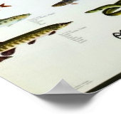 Fisch Vintag Repro. Drucken Poster (Ecke)