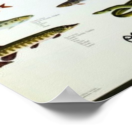 Fisch Vintag Repro. Drucken Poster (Ecke)