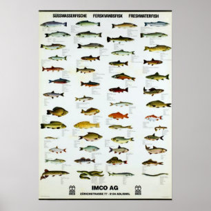 Fisch Vintag Repro. Drucken Poster