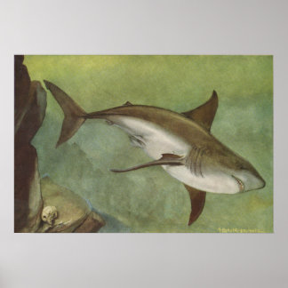Fisch - Weißer Hai - Carcharodon carcharias Poster