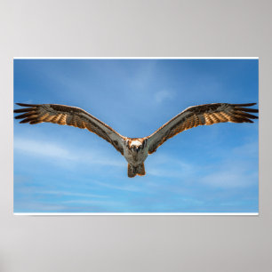 Fischadler im Flug Wandkunst   Raubvogel Druck Poster