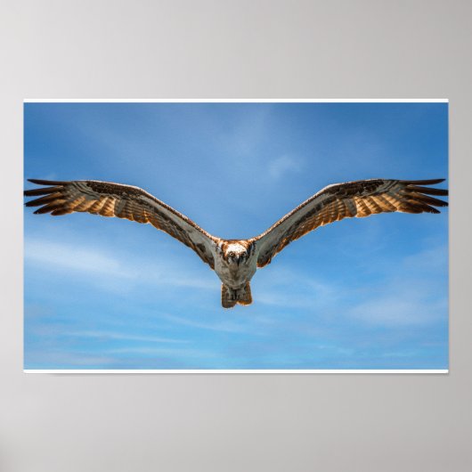 Fischadler im Flug Wandkunst | Raubvogel Poster (Vorne)