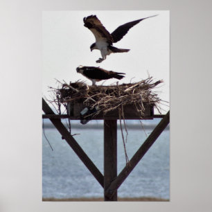 Fischadler im Nest Poster