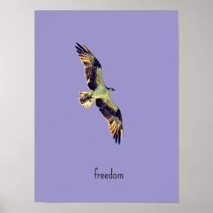 Fischadler Kunst Poster