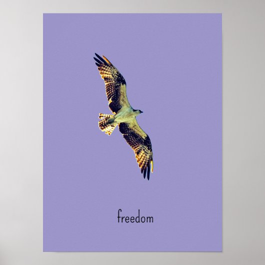 Fischadler Kunst Poster (Vorne)