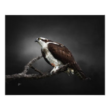 Fischadler-Porträt-Wildtierfotografie