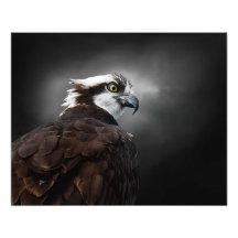 Fischadler-Profilporträt-Wildlife-Fotografie