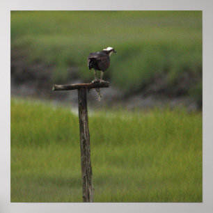 Fischadler Vogel Foto Poster