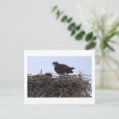 Fischadler-Vogelnest-Ansichtskarte Postkarte (Stehend Vorderseite)