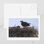 Fischadler-Vogelnest-Ansichtskarte Postkarte (Vorne/Hinten)