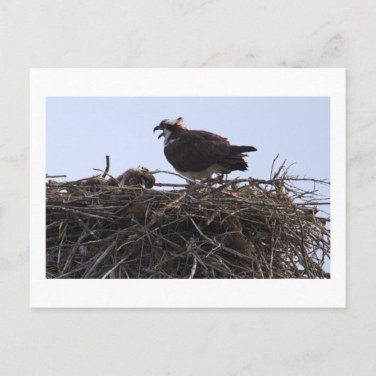 Fischadler-Vogelnest-Ansichtskarte Postkarte (Vorderseite)