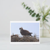 Fischadler-Vogelnest-Ansichtskarte Postkarte (Stehend Vorderseite)