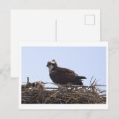Fischadler-Vogelnest-Ansichtskarte Postkarte (Vorne/Hinten)