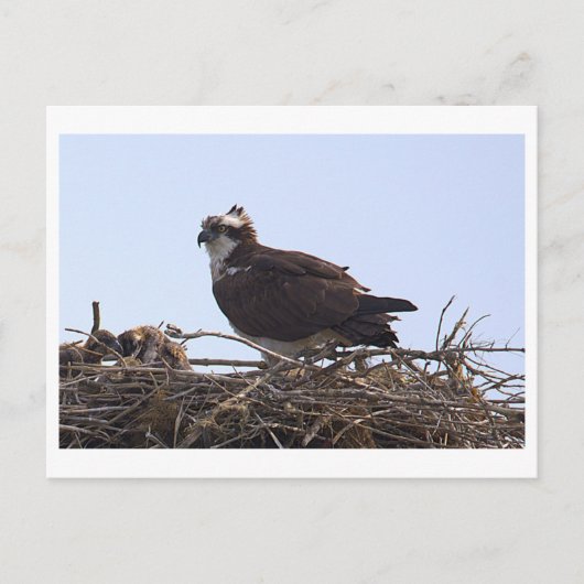 Fischadler-Vogelnest-Ansichtskarte Postkarte (Vorderseite)