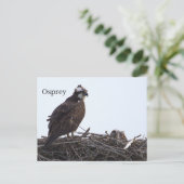 Fischadler-Vogelnest-Postkarte Postkarte (Stehend Vorderseite)