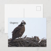 Fischadler-Vogelnest-Postkarte Postkarte (Vorne/Hinten)