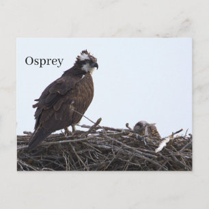 Fischadler-Vogelnest-Postkarte Postkarte