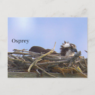 Fischadler-Vogelnest-Postkarte Postkarte