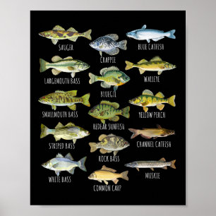 Fischarten Biologie Arten von Süßwasserfischen Fis Poster