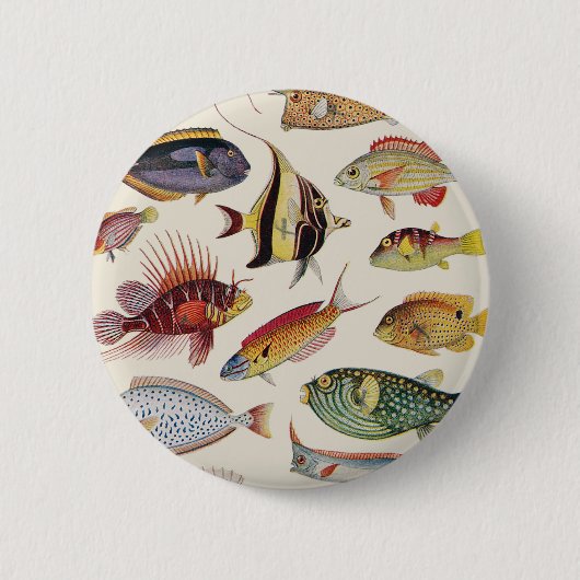 Fischarten Button (Vorderseite)