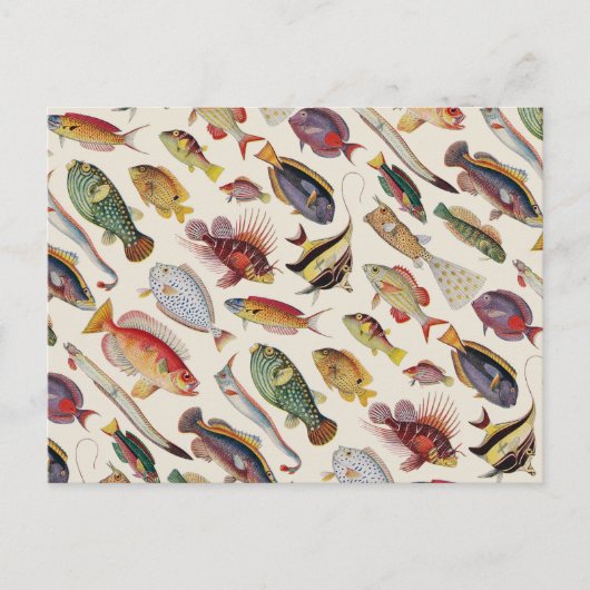 Fischarten Postkarte (Vorderseite)