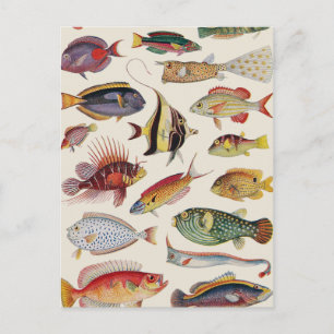 Fischarten Postkarte