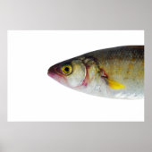 Fischdesign Poster (Vorne)