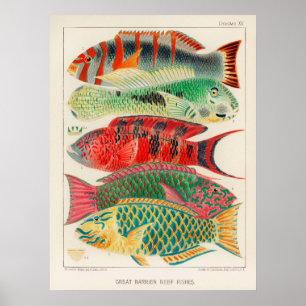 Fische 2 Poster
