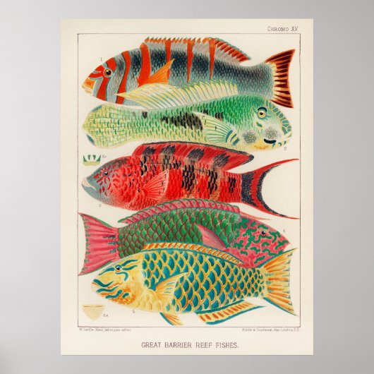 Fische 2 Poster (Vorne)