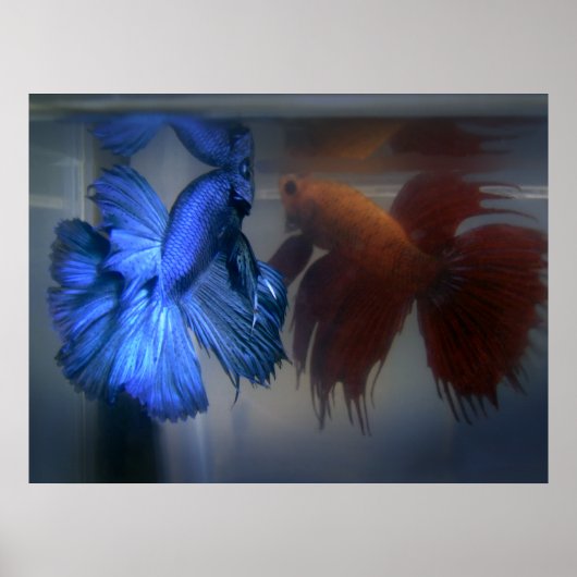 Fische bekämpfen poster (Vorne)