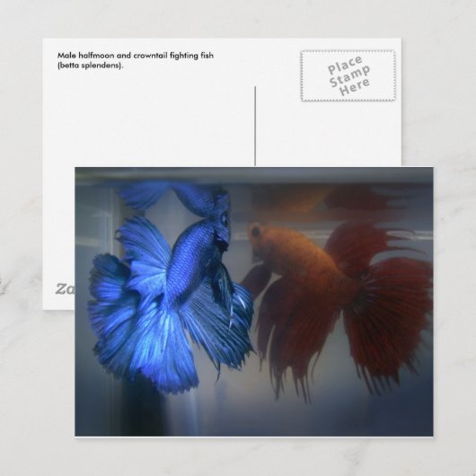Fische bekämpfen postkarte (Vorne/Hinten)