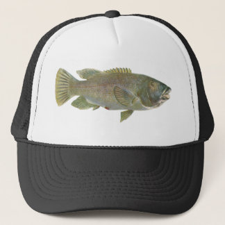 Fische - blaues Groper - Achoerodus gouldii Truckerkappe